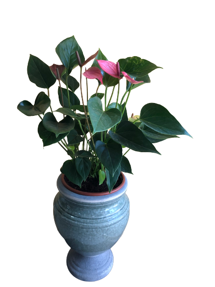 pink-antorium--s-1233